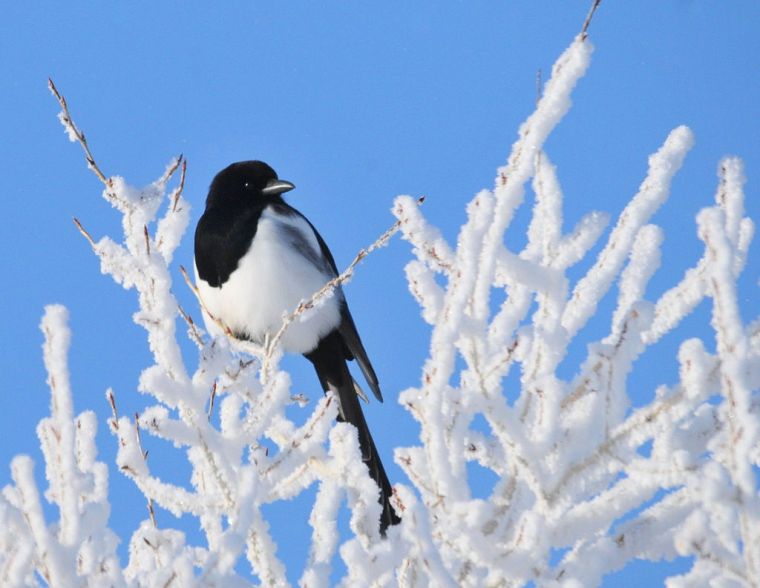 Black_Billed_Magpie_on_Seedskadee_NWR_(23063360009)
