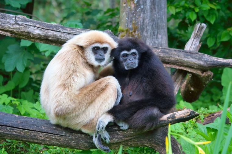 1200px-Hylobates_lar_pair_of_white_and_black_01
