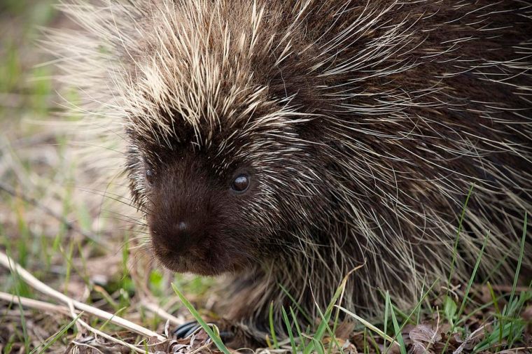 Porcupine98305799-57bc393d3df78c8763c014bc