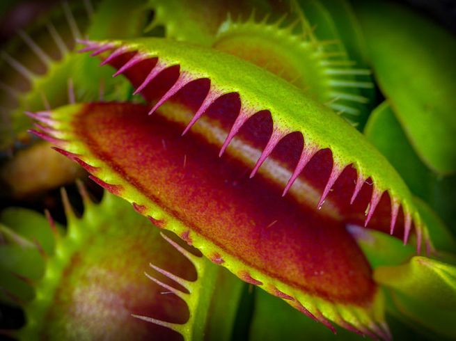 venus_flytrap_flickr_-_mark_freeth