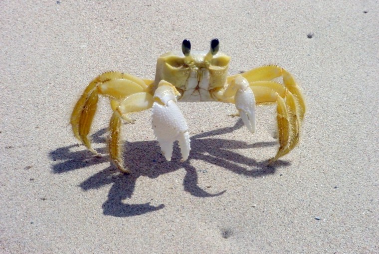 Crab