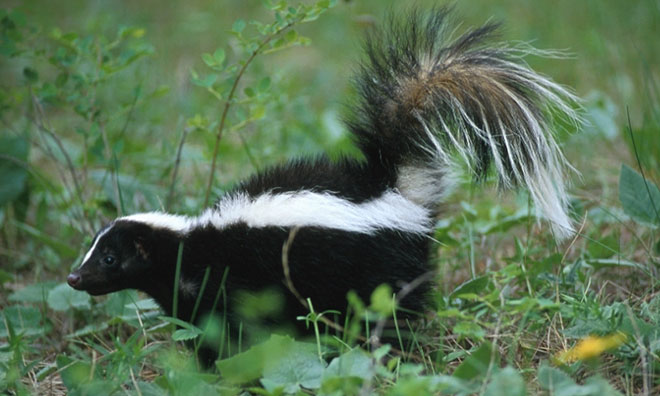 tas-medium-wildlife-skunk-660x396