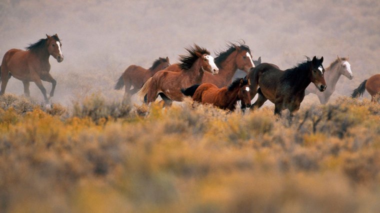 wildhorses-ingaspence-gettyimages