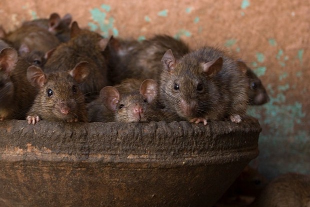 Brown-rats_623-befb23d