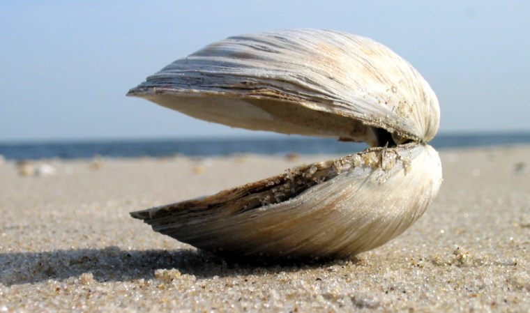 Clams_on_Sandy_Hook_beaches_-_panoramio