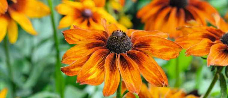 Matthew Reese/Nurseryman's Choice - September (13th September 2016)