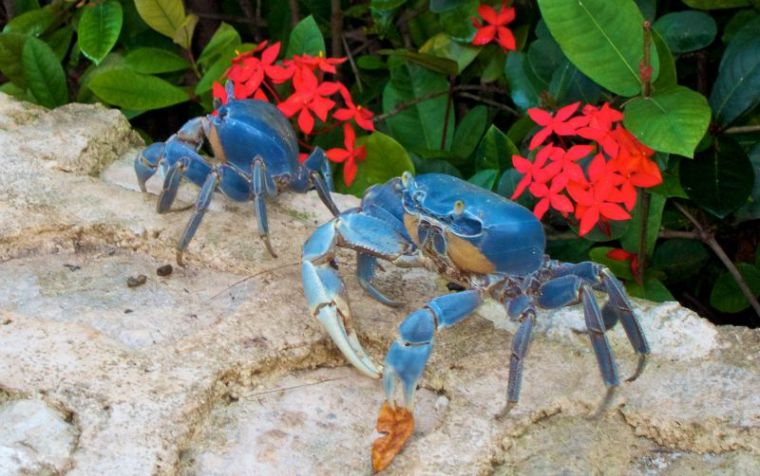 blue-crab-season-in-cancun