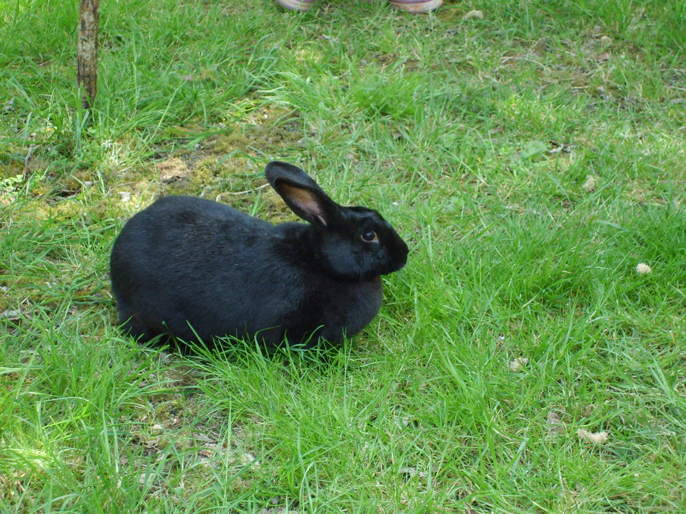 Year of the Rabbit – Star Struck Style